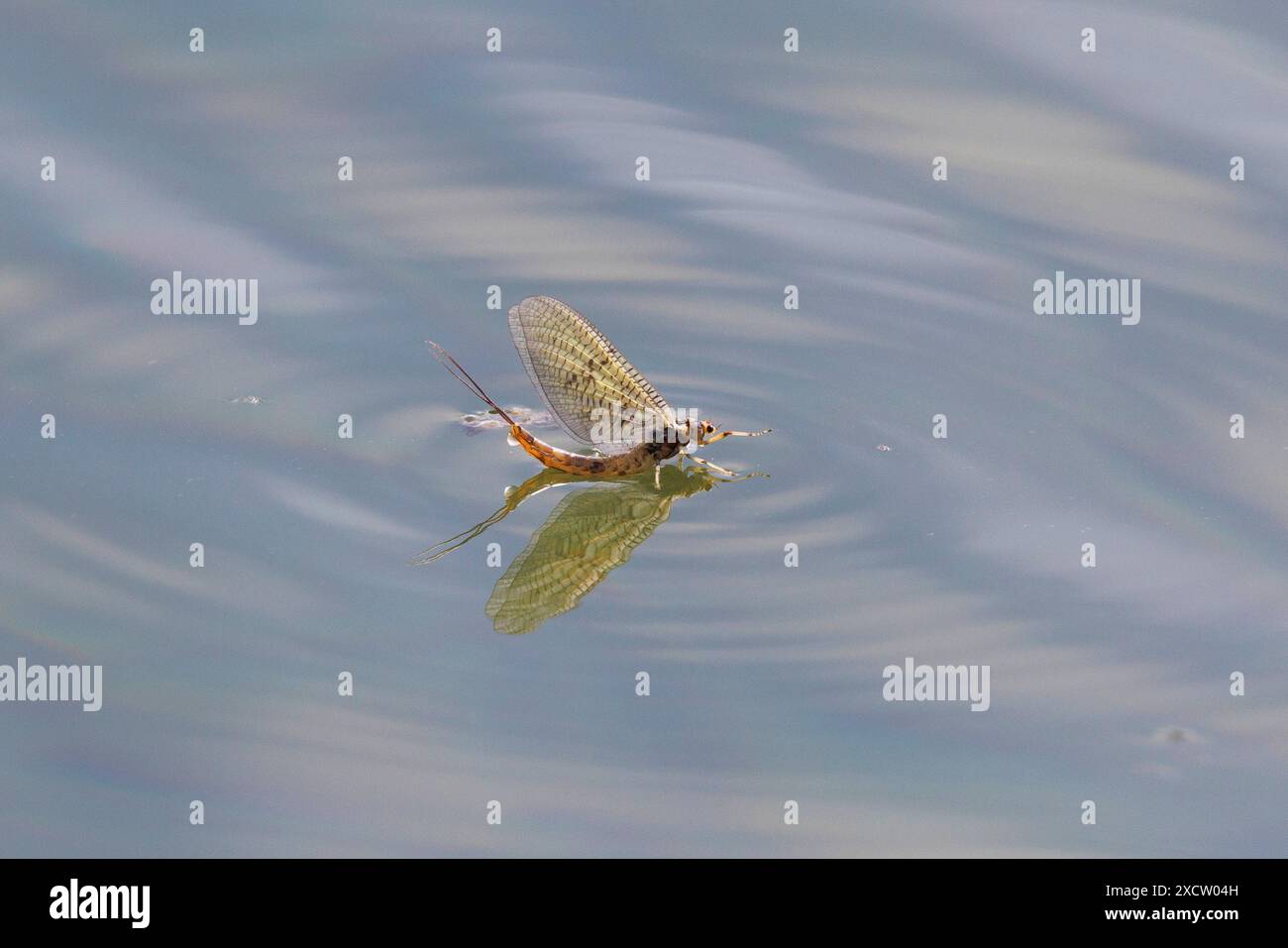 Common mayfly (Ephemera vulgata), Subimago hatched from larval shell on lake surface, Germany, Bavaria, Lake Chiemsee Stock Photo