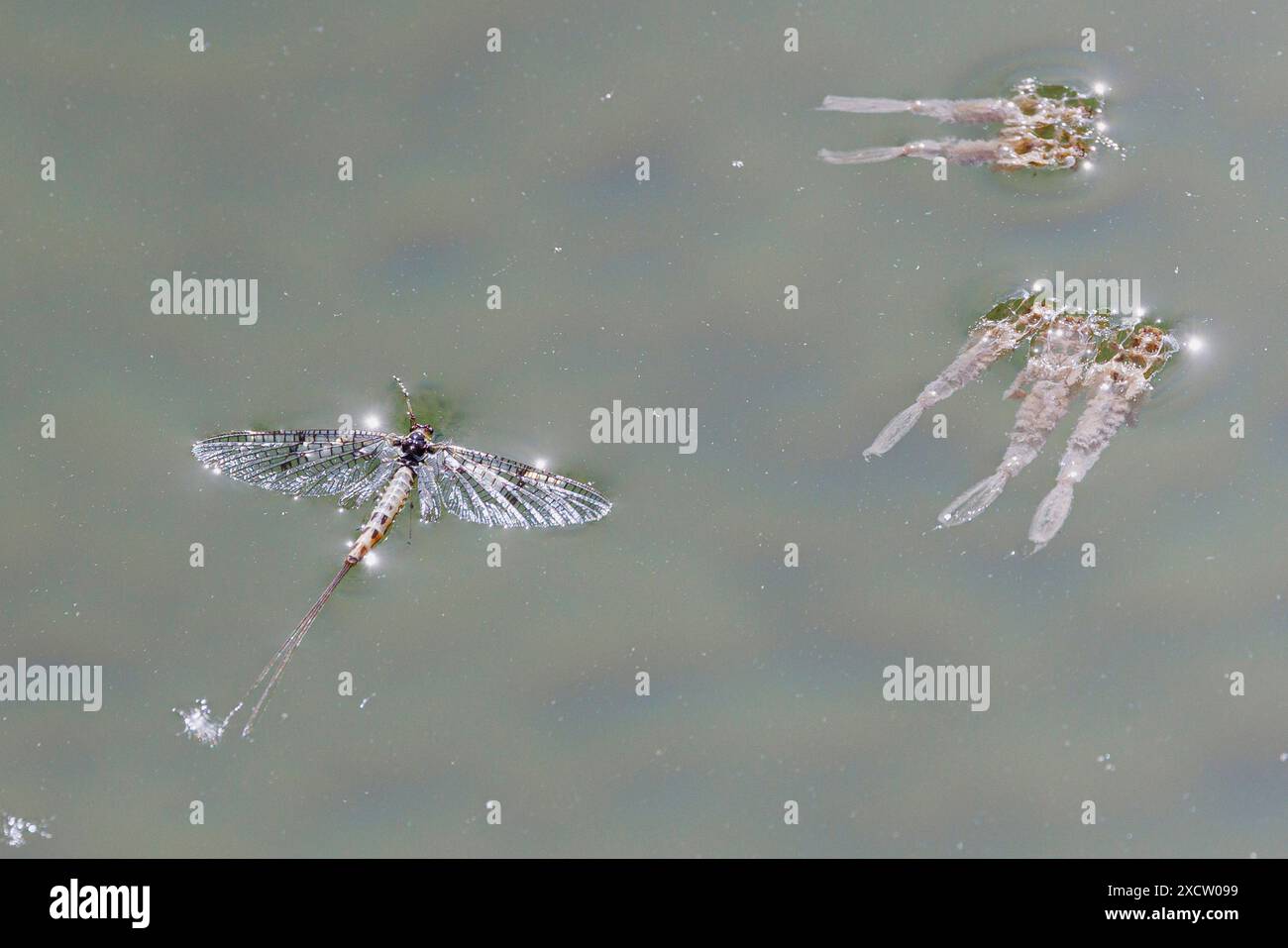 Common mayfly (Ephemera vulgata), Subimago hatched from larval case floating on lake surface with numerous exuviae, Germany, Bavaria, Lake Chiemsee Stock Photo