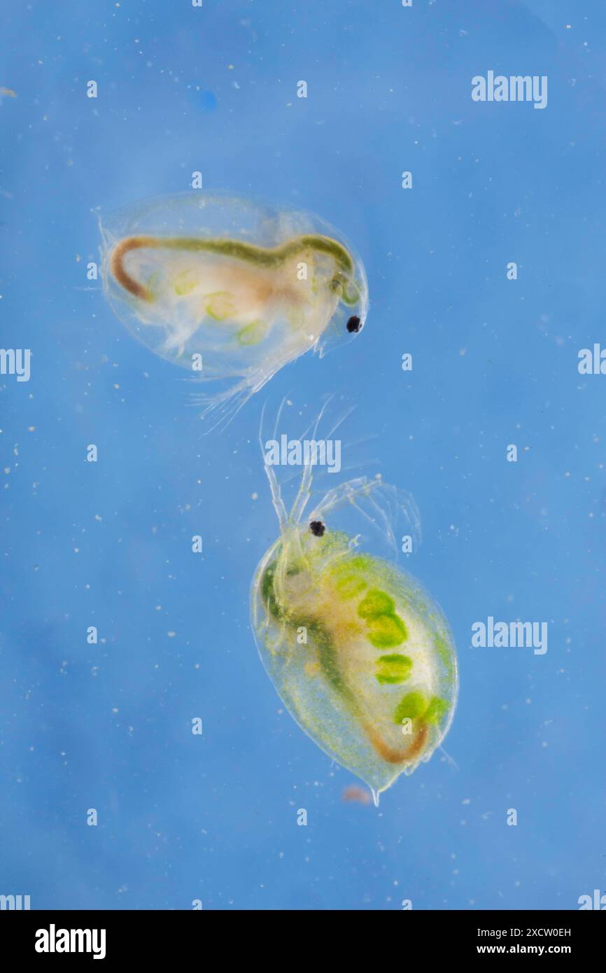 Big water flea (cf. Daphnia magna), colonized by algae, side view Stock ...