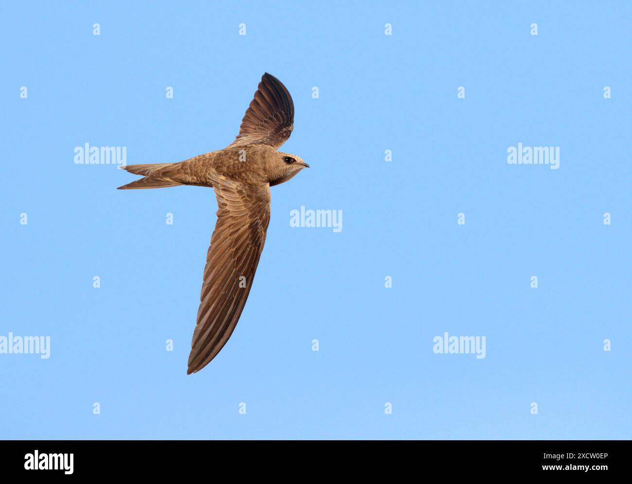 Pallid swift (Apus pallidus), in flight, top view, Spain, , Alange ...