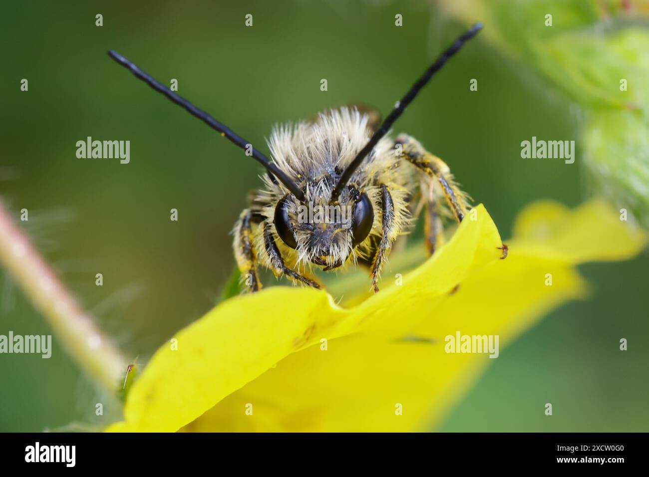 Long-Horned Bee (Eucera spec.), male, front view, Albania Stock Photo ...