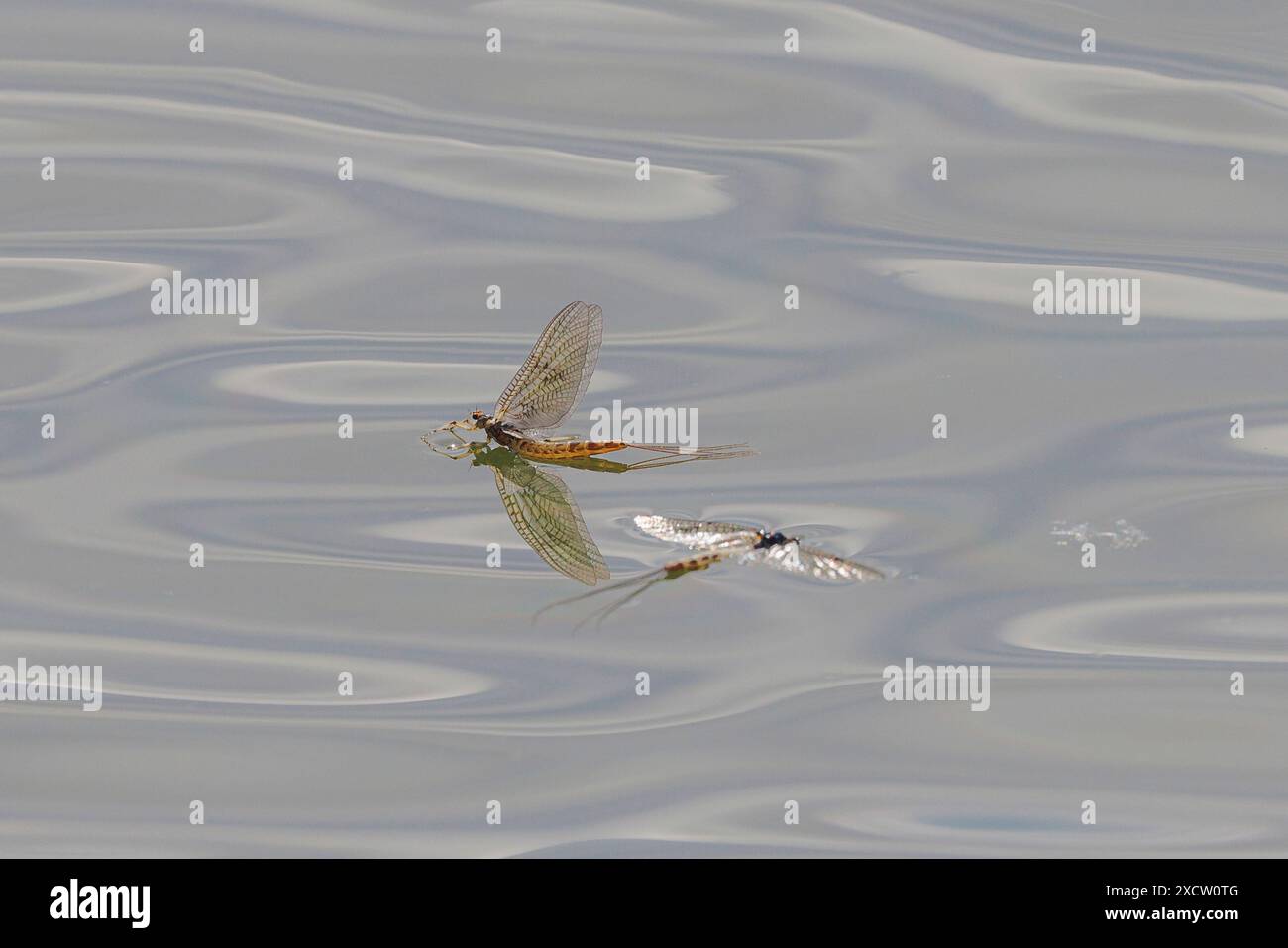 Common mayfly (Ephemera vulgata), Subimago hatched from larval shell on lake surface, Germany, Bavaria, Lake Chiemsee Stock Photo