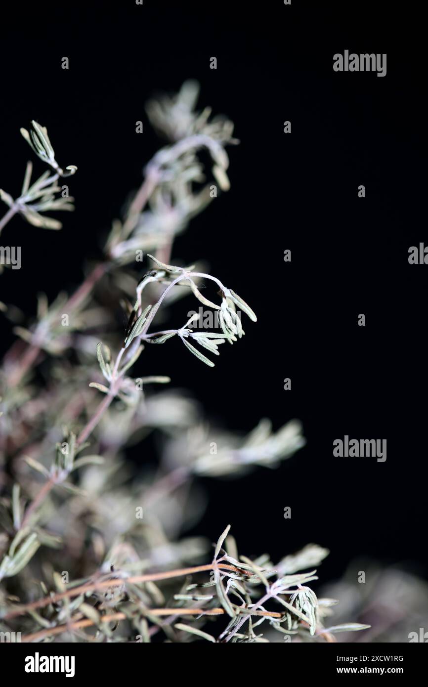 Organic Thyme, Fresh-Dried – Culinary Herb From Albania, Gluten & Allergen Free 3 thumbnail image