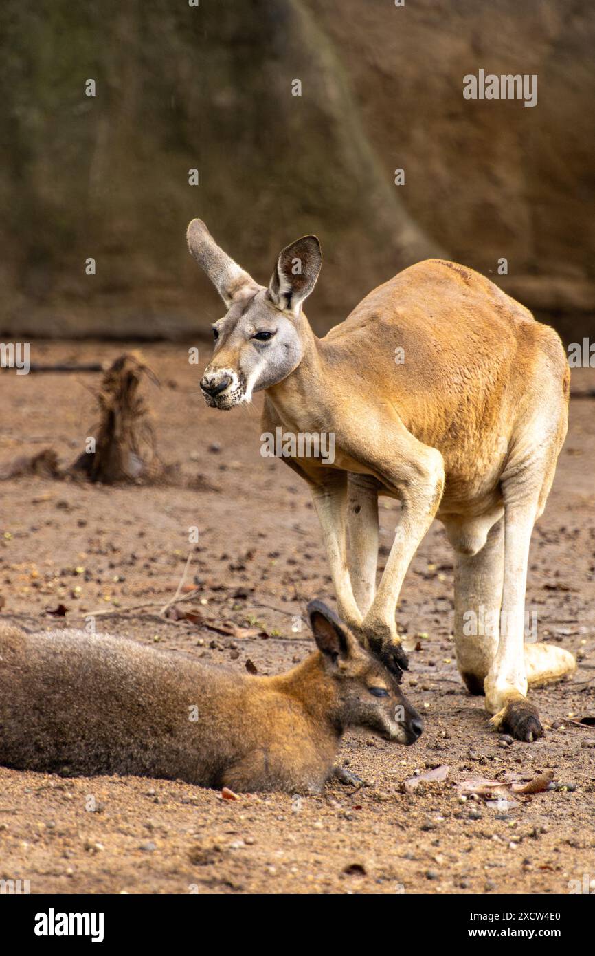 Kangaroos Natural Habitat Hi res Stock Photography And Images Alamy kangaroos-natural-habitat-hi-res-stock-photography-and-images-alamy