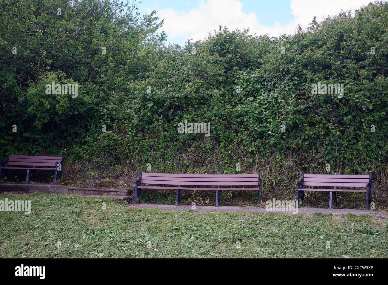 Three empty wooden benches in front of a large hedge Stock Photo - Alamy