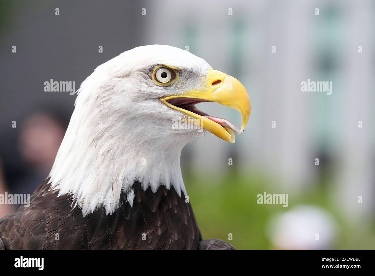 McGwire the Bald Eagle, keeps an eye on the crowd, while on display at