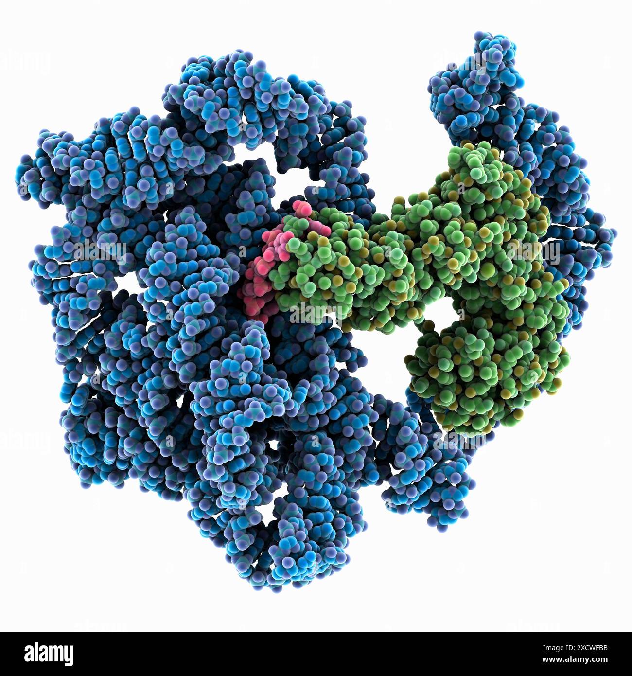 Molecular model of group II intron reverse transcriptase/maturase ...