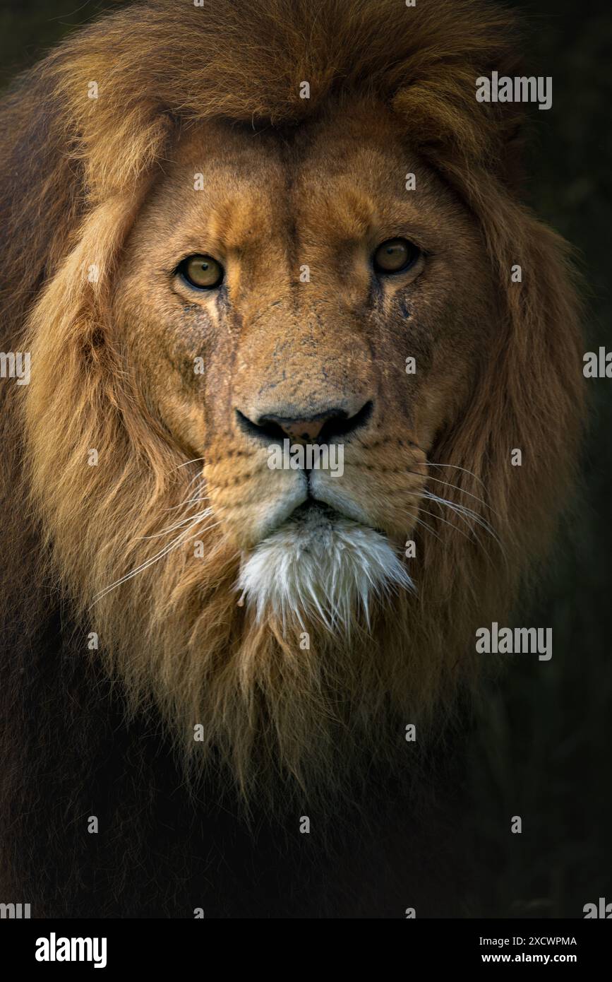 Detailed lion face hi-res stock photography and images - Alamy
