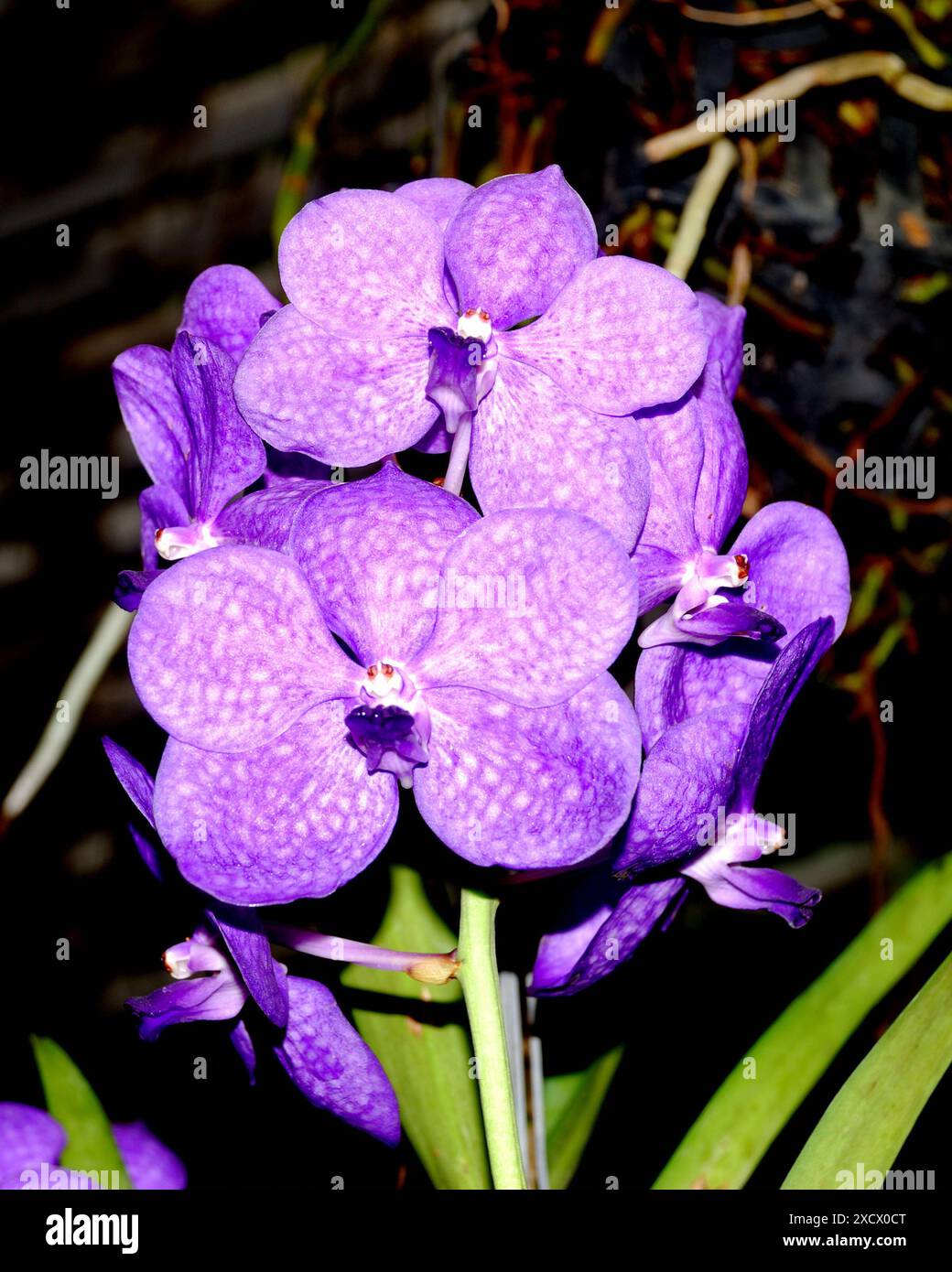 Orchids, Safari Park, is one of the main park in Safari World, a