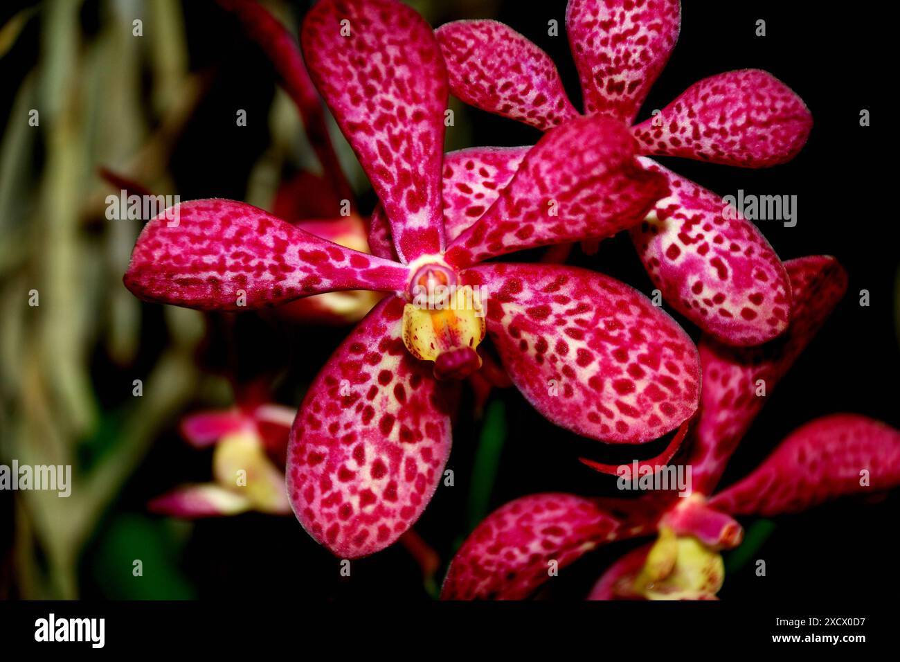 Orchids, Safari Park, is one of the main park in Safari World, a ...