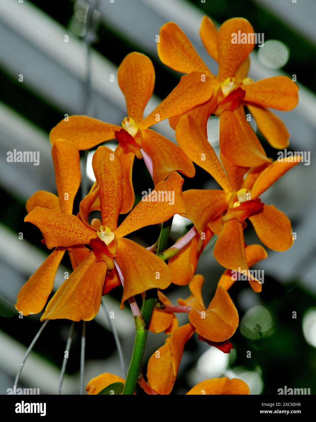 Orchids, Safari Park, is one of the main park in Safari World, a ...