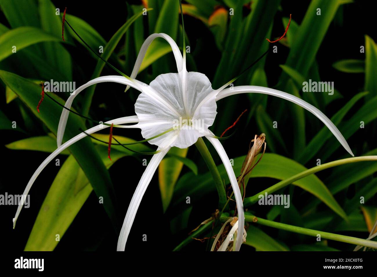 Orchids, Safari Park, is one of the main park in Safari World, a ...