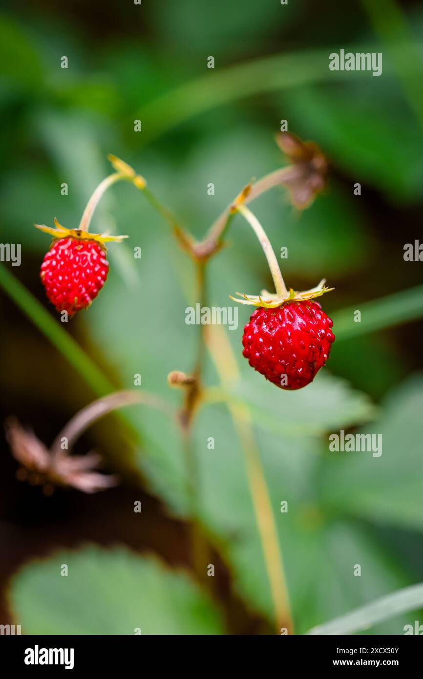 Ripe forest strawberry, very sweet and rich in vitamins Stock Photo - Alamy