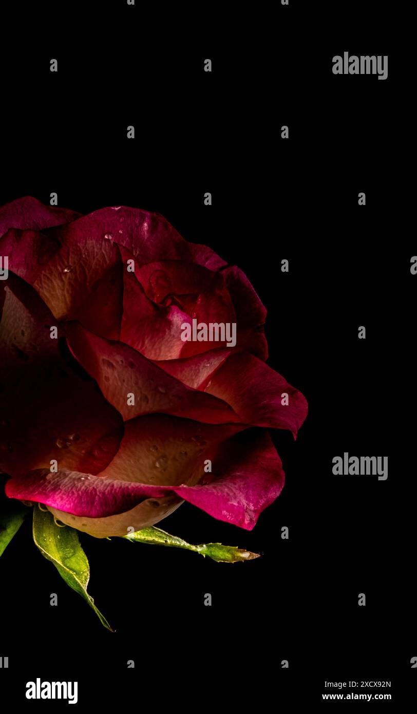 Low key roses hi-res stock photography and images - Alamy