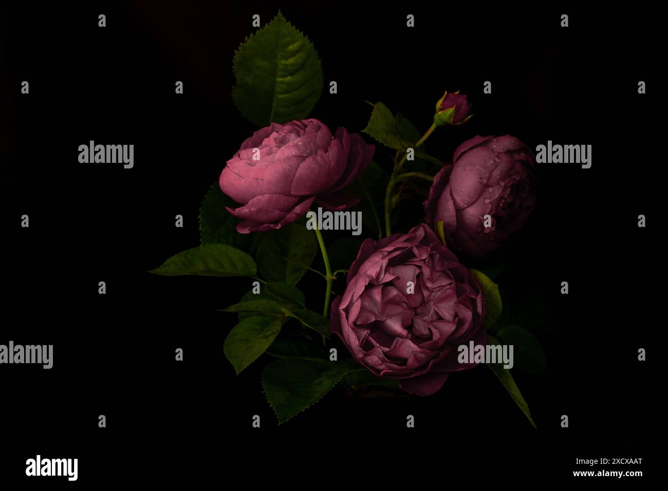 Low key roses hi-res stock photography and images - Alamy