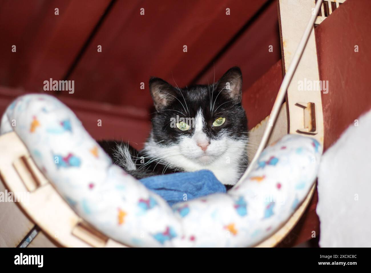 A black and white cat with green eyes is comfortably resting on a chair ...