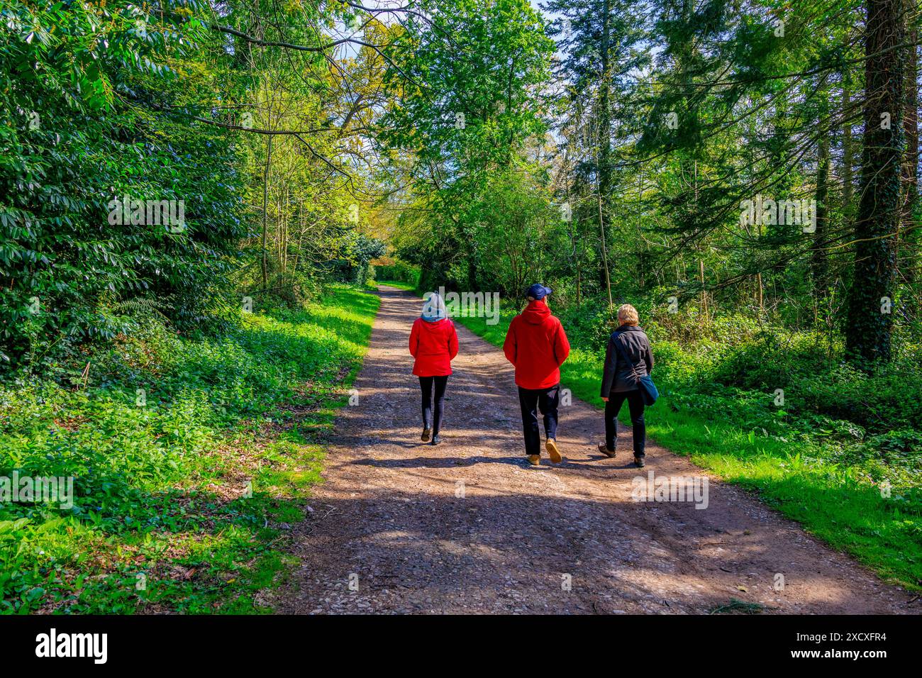 Three visitors walking in dappled sunshine on a woodland track at