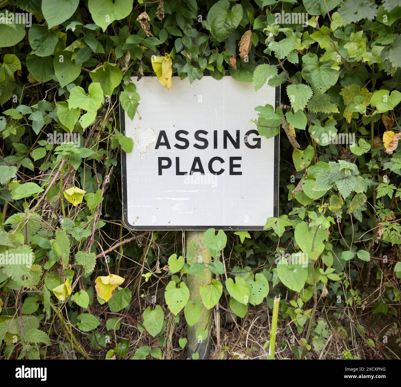 A passing place sign on a narrow road in Helforn Cornwall, England with the letter P removed. Stock Photo