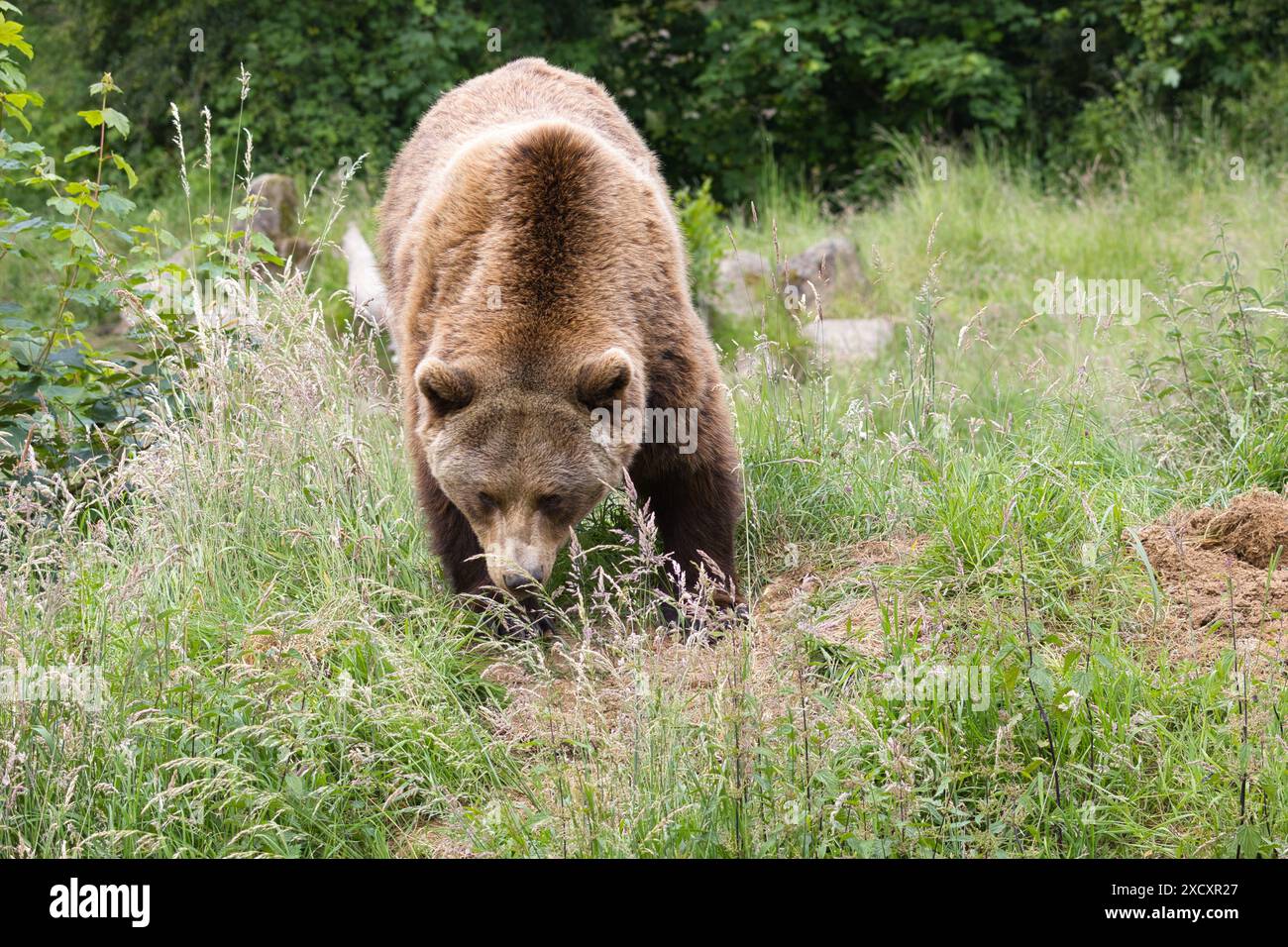 A brown bear walking through a grassy field in a forested area Stock ...