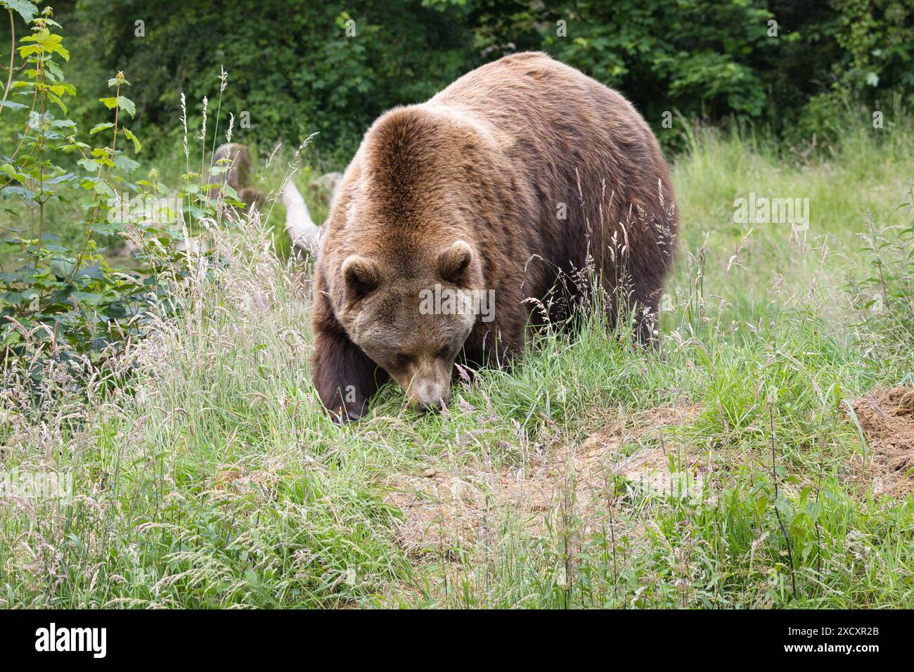 A brown bear walking through a grassy field in a forested area Stock ...