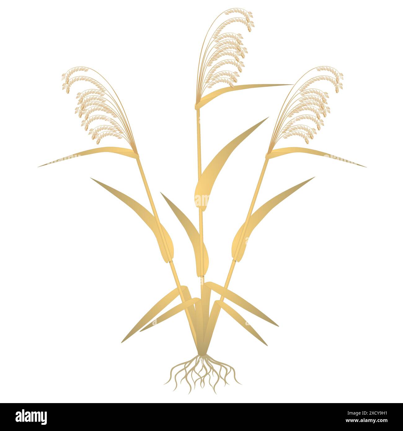 Plant millet with roots on a white background. Stock Vector