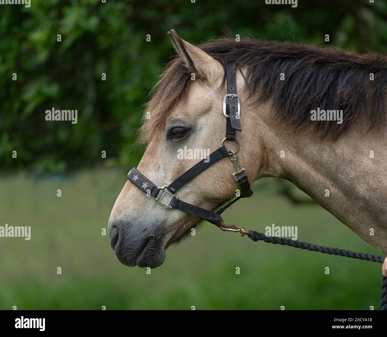 connemara pony Stock Photo