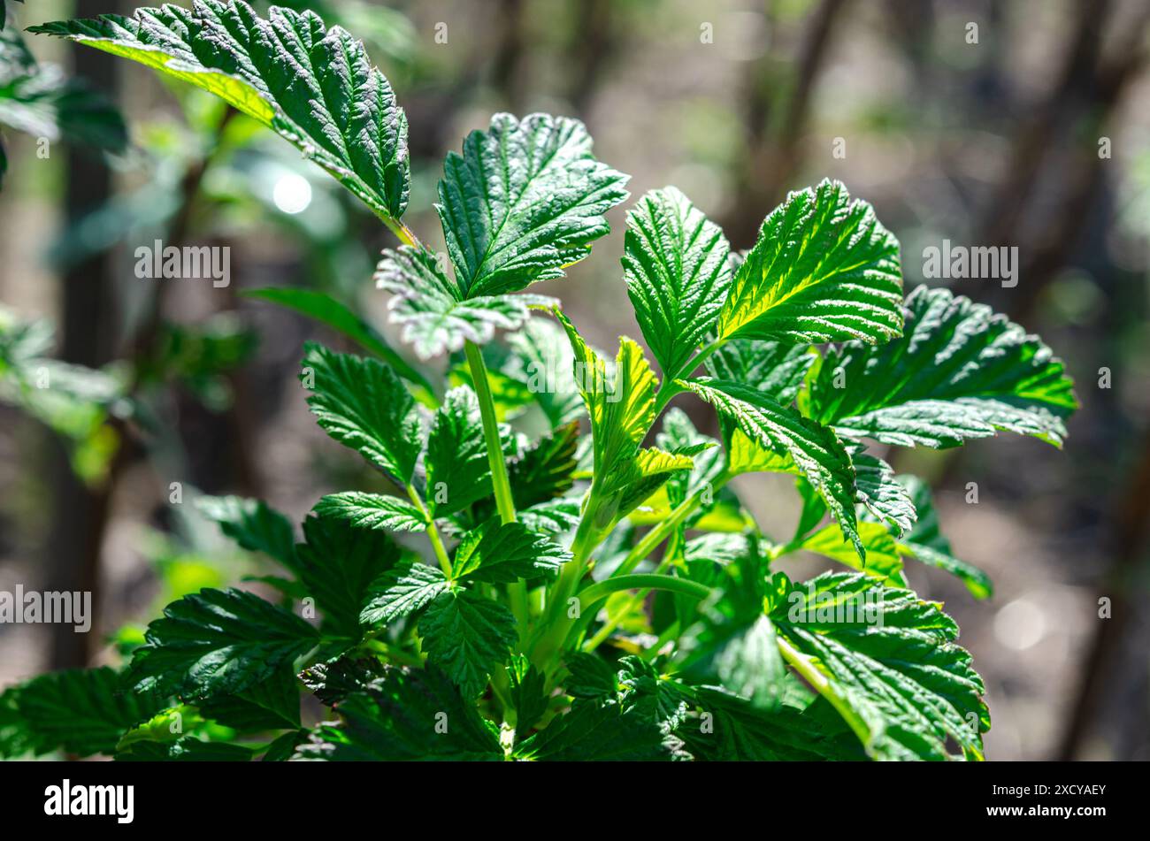 Horticulture. Young green organic raspberry seedlings in the garden ...