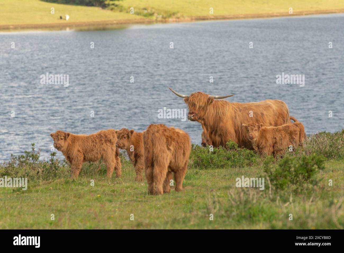Highland cows by a loch Stock Photo - Alamy