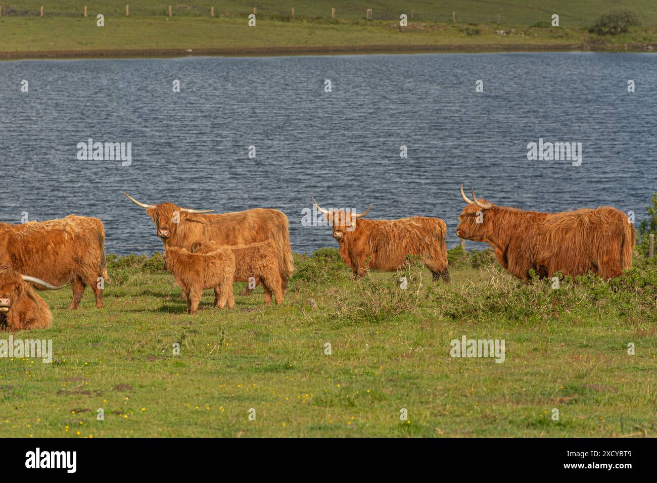 Highland cows by a loch Stock Photo - Alamy