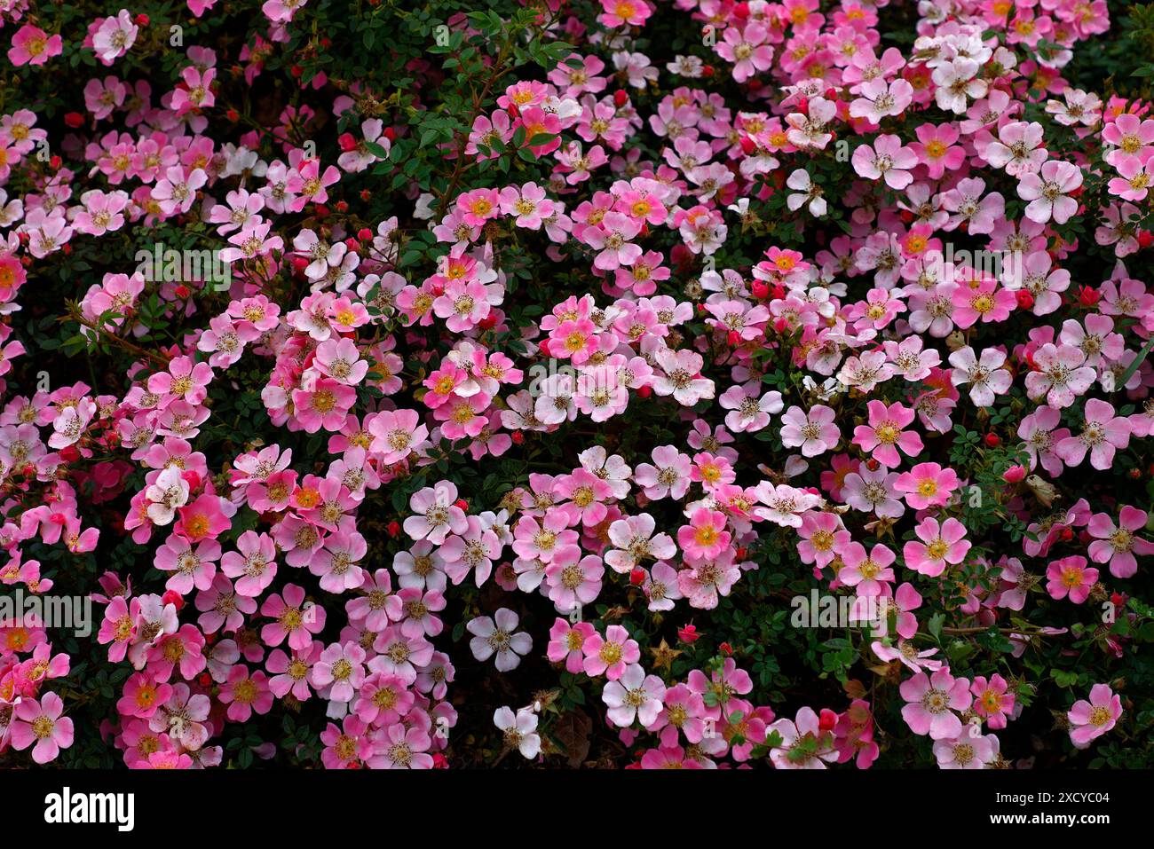 Centerstage Roses Rosa centre stage hi-res stock photography and images - Alamy