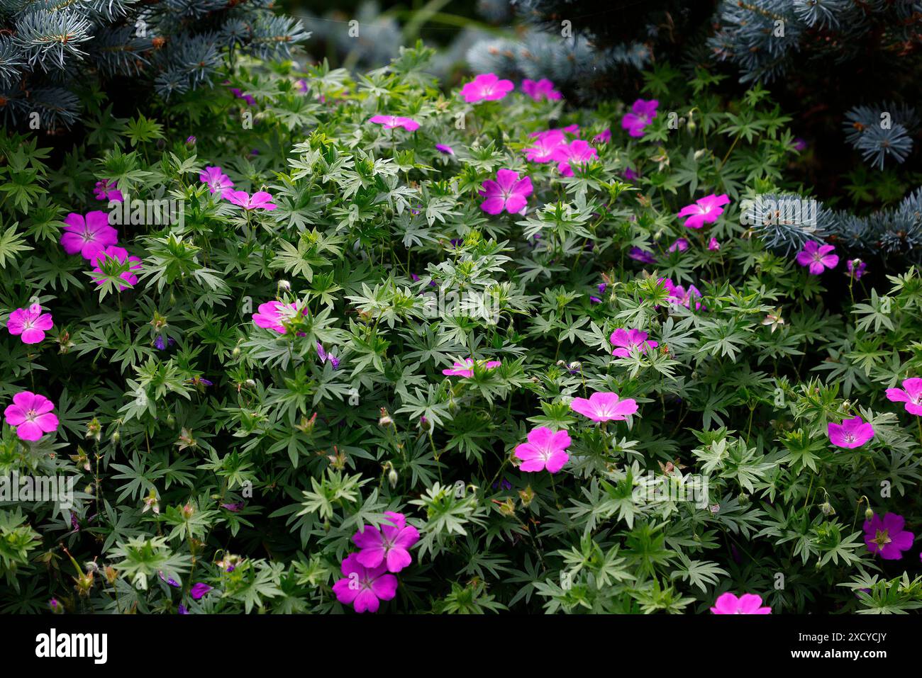 Closeup of the pink flowers of the low growing ground cover garden