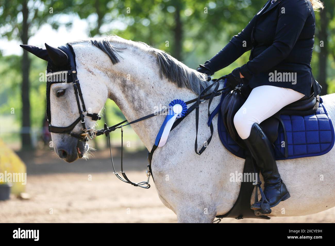 Head of a show jumper horse with rosette of the winner in equestrian competition. Horse wearing ribbon during the winners event. Equestrian sports and Stock Photo