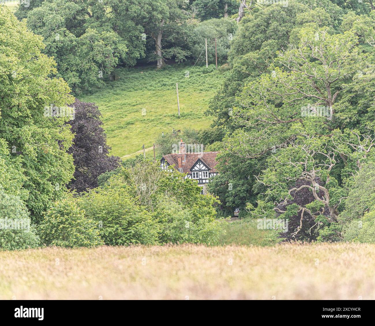 cute cottage hidden in woodland Stock Photo