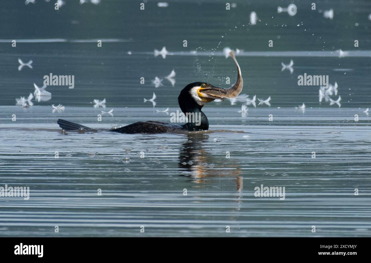 Imagenes de aves de dibujos animados -Fotos und -Bildmaterial in hoher ...