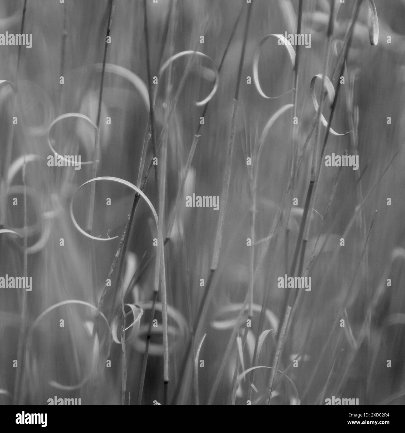 Grass texture abstract patterns, Exploring the Essence of Abstracted Grassland Stock Photo