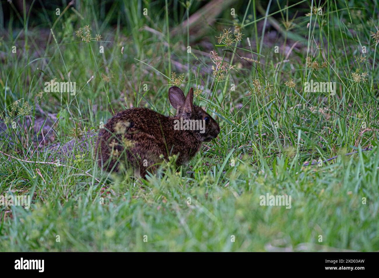 Grass river rabbit hi-res stock photography and images - Alamy