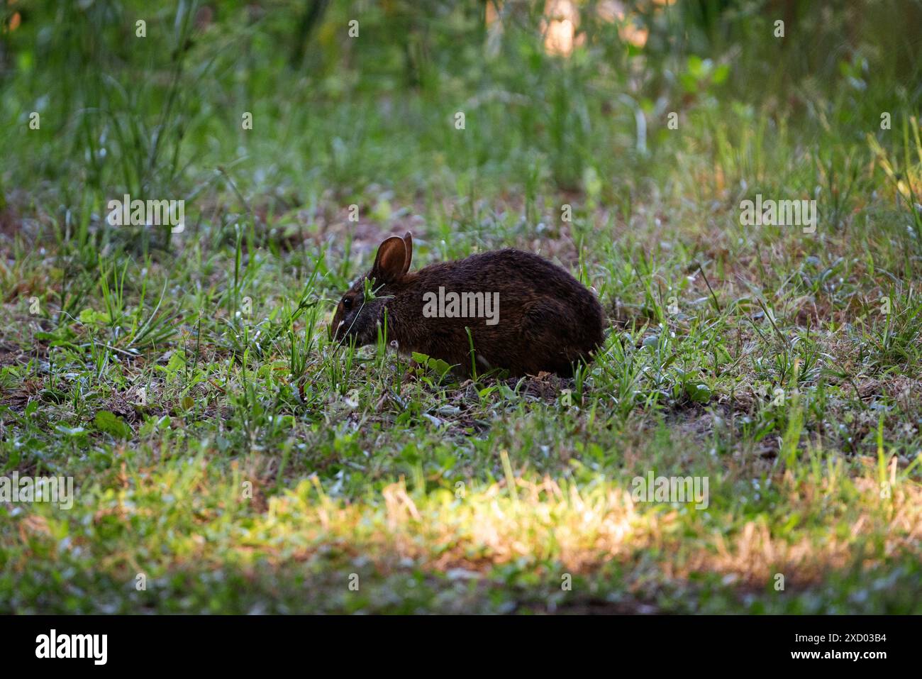 Rabbit swamp hi-res stock photography and images - Alamy