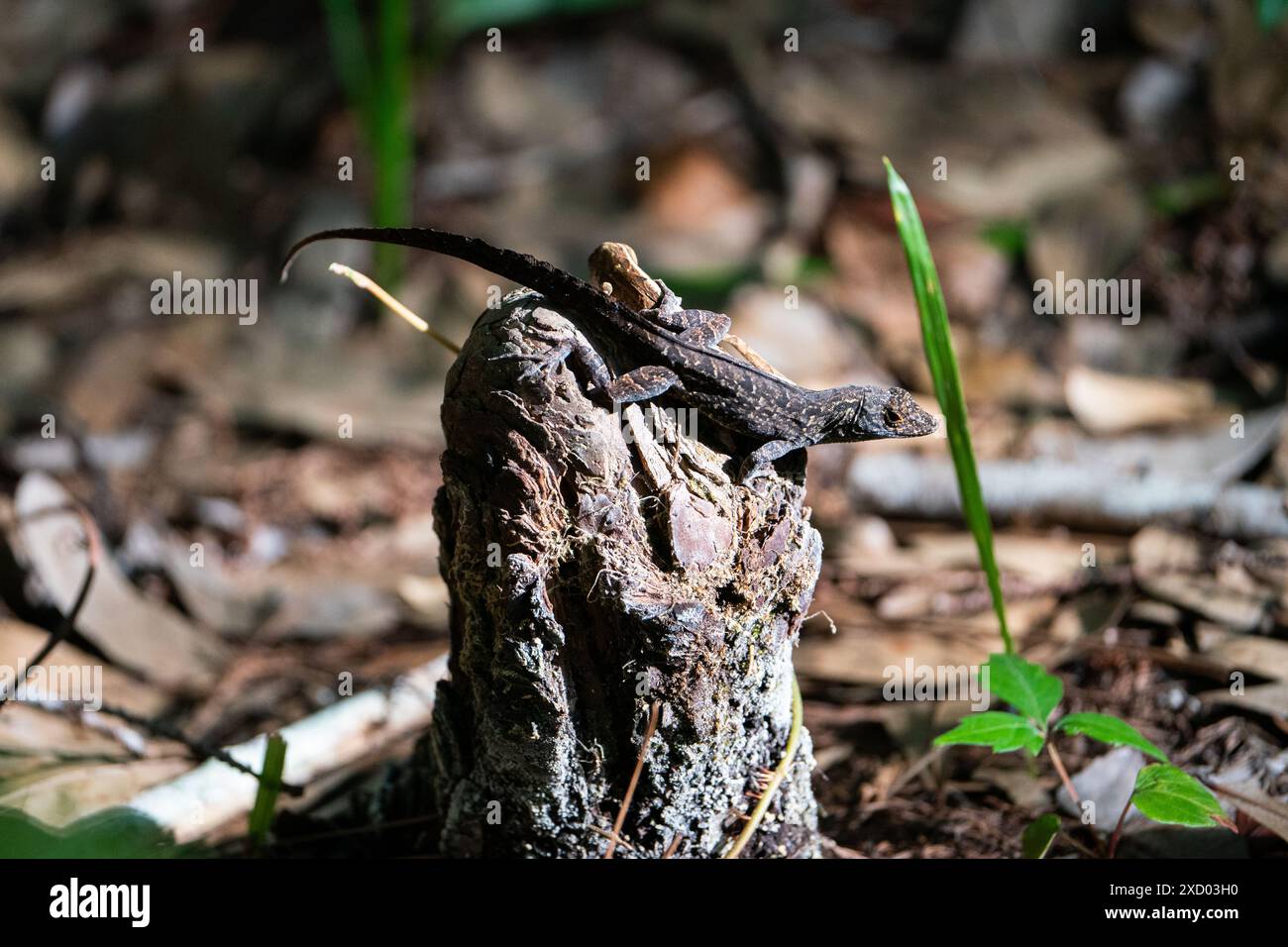 Brown anole lizard sunbathing on a stump Stock Photo