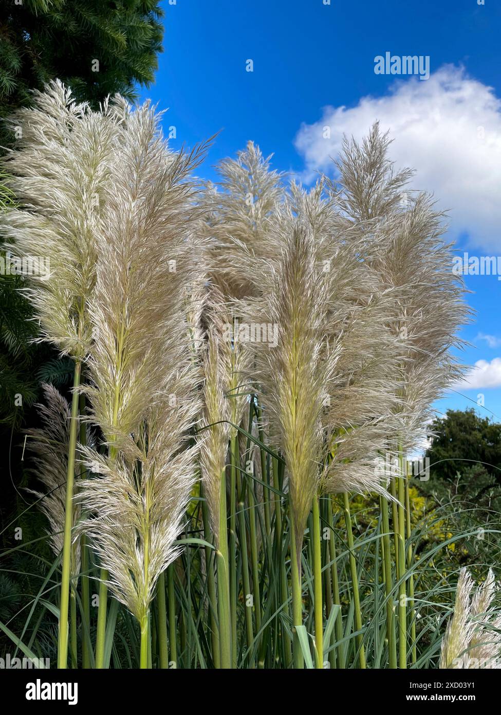 Pampasgras Wedel in einem Garten, wachsen in die Höhe Stock Photo Alamy
