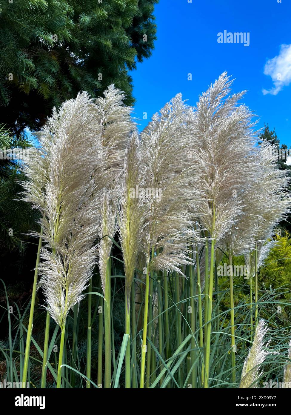Pampasgras Wedel in einem Garten, wachsen in die Höhe Stock Photo Alamy