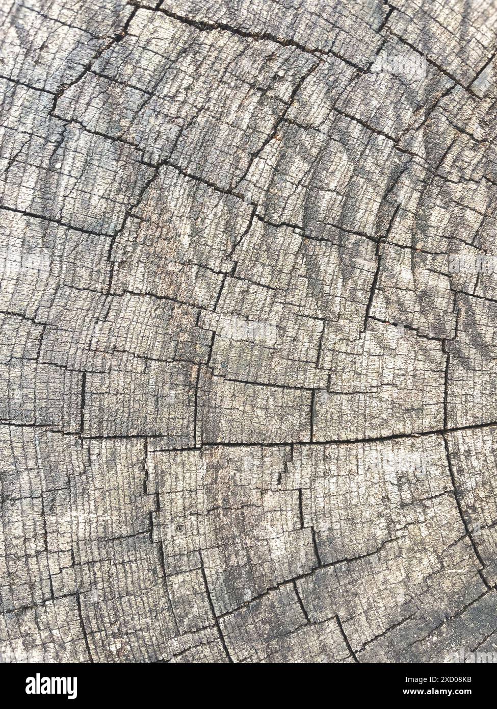 Abstract background from a tree intersection. with lots of moss Stock ...