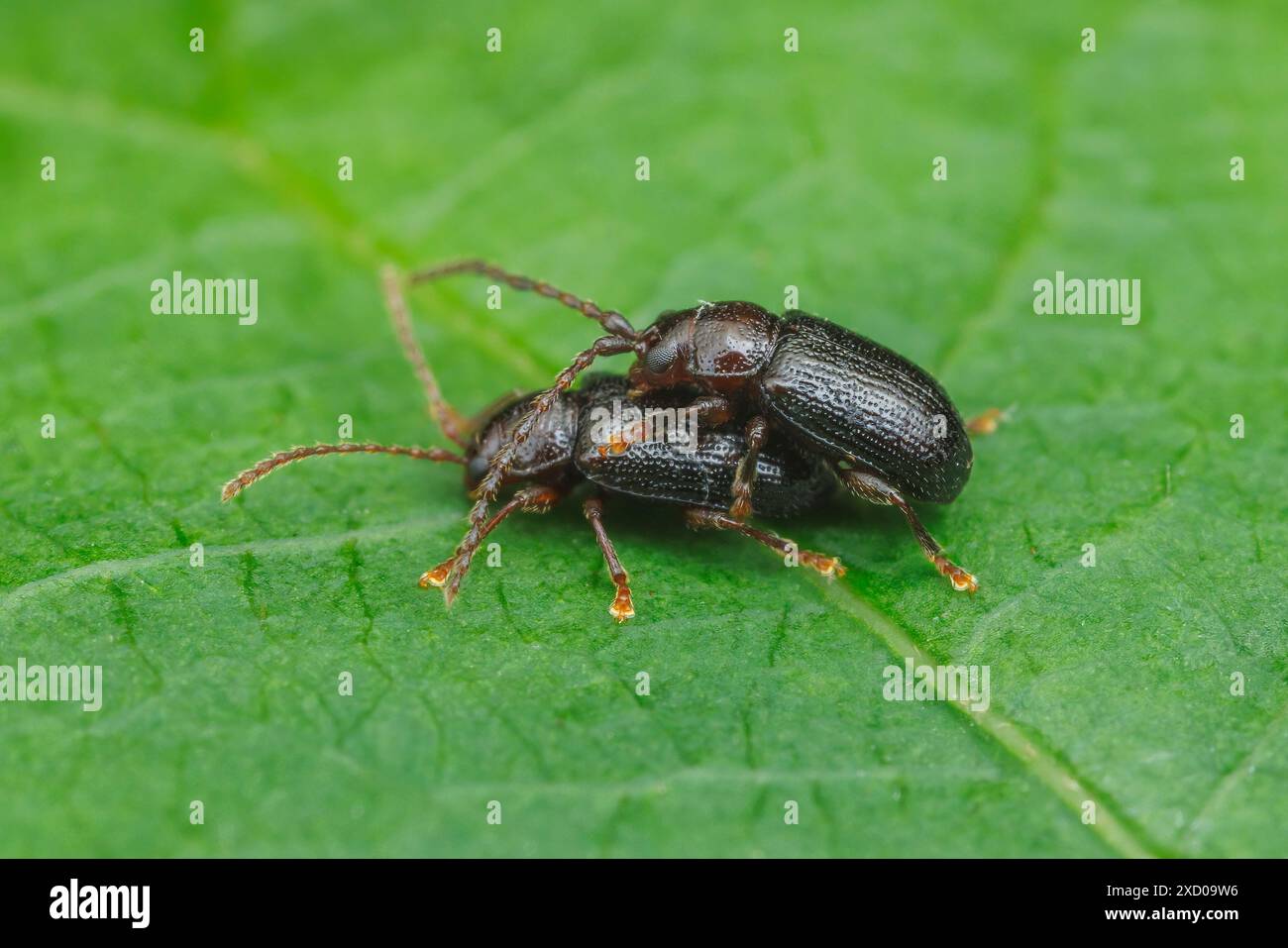 Copal Flea Beetles (Aulacothorax copalina) - Mating Stock Photo