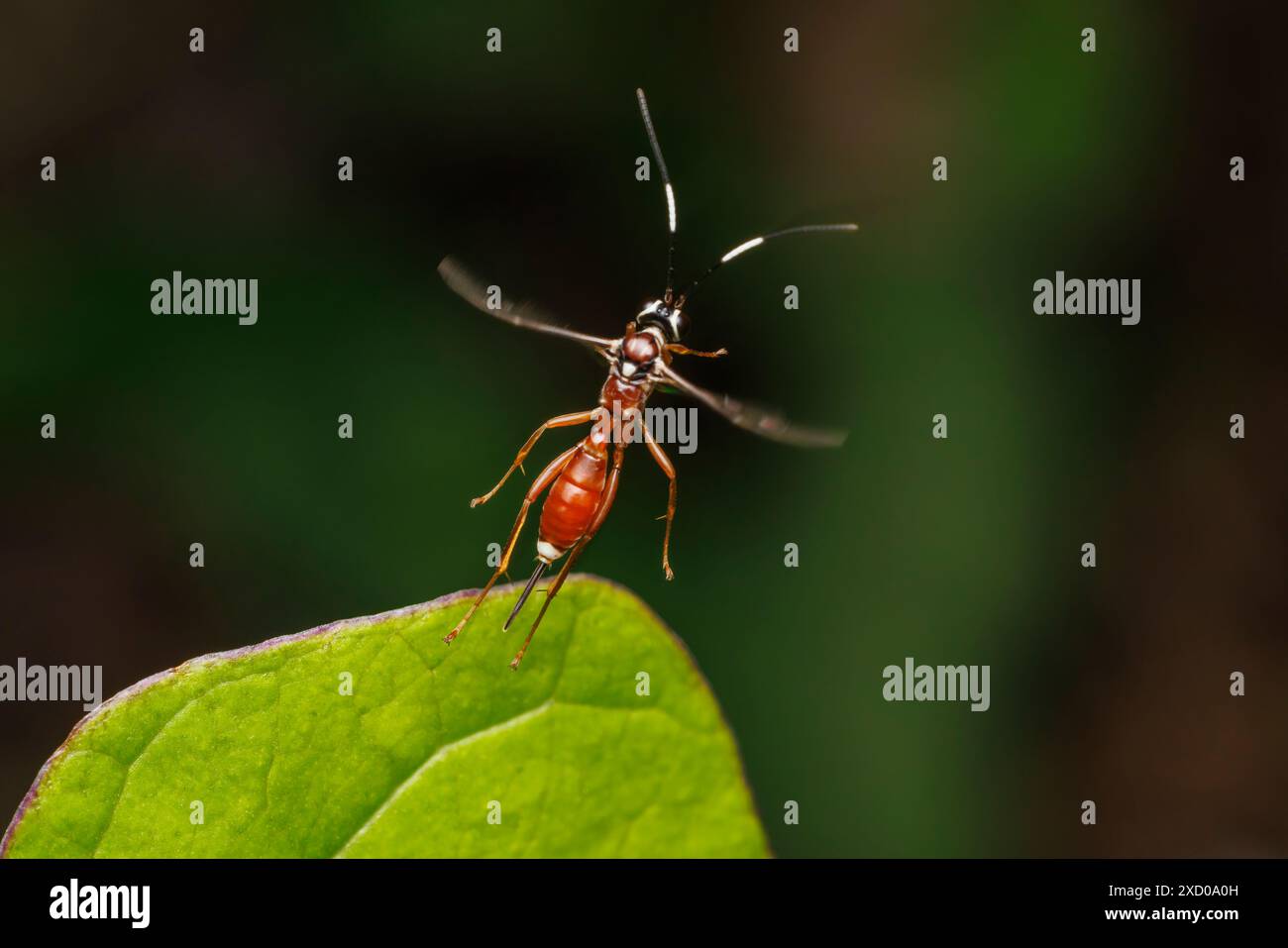 A female Ichneumonid Wasp (Ichneumonidae) takes flight Stock Photo - Alamy
