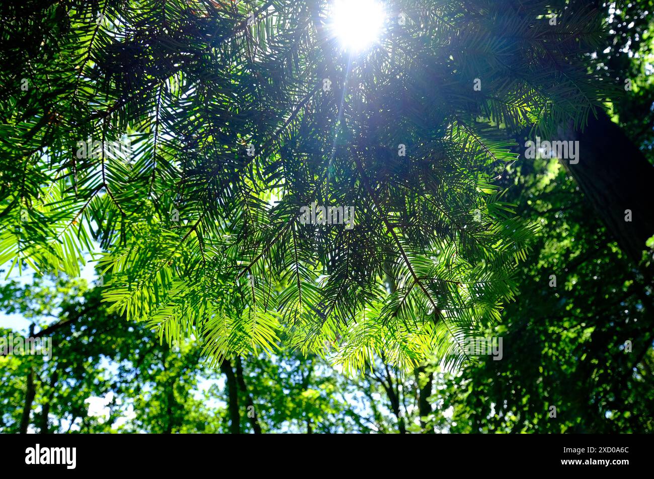 new growth on conifer pine tree, norfolk, england Stock Photo - Alamy