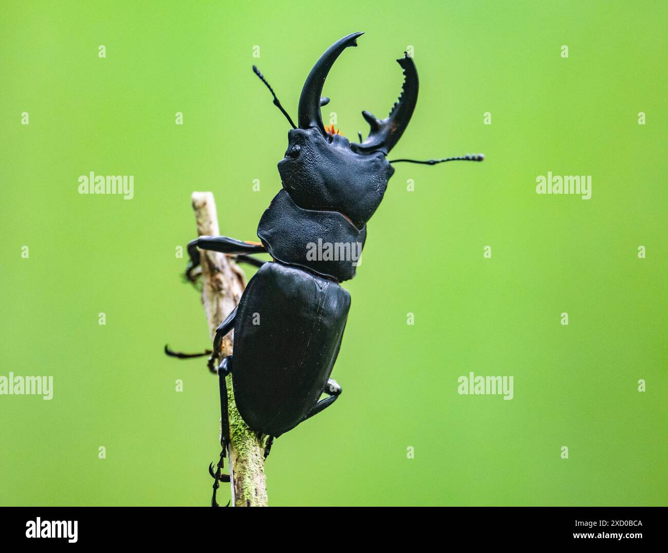 A large black Stag Beetle (Odontolabis leuthneri) with open jaws. Sabah ...