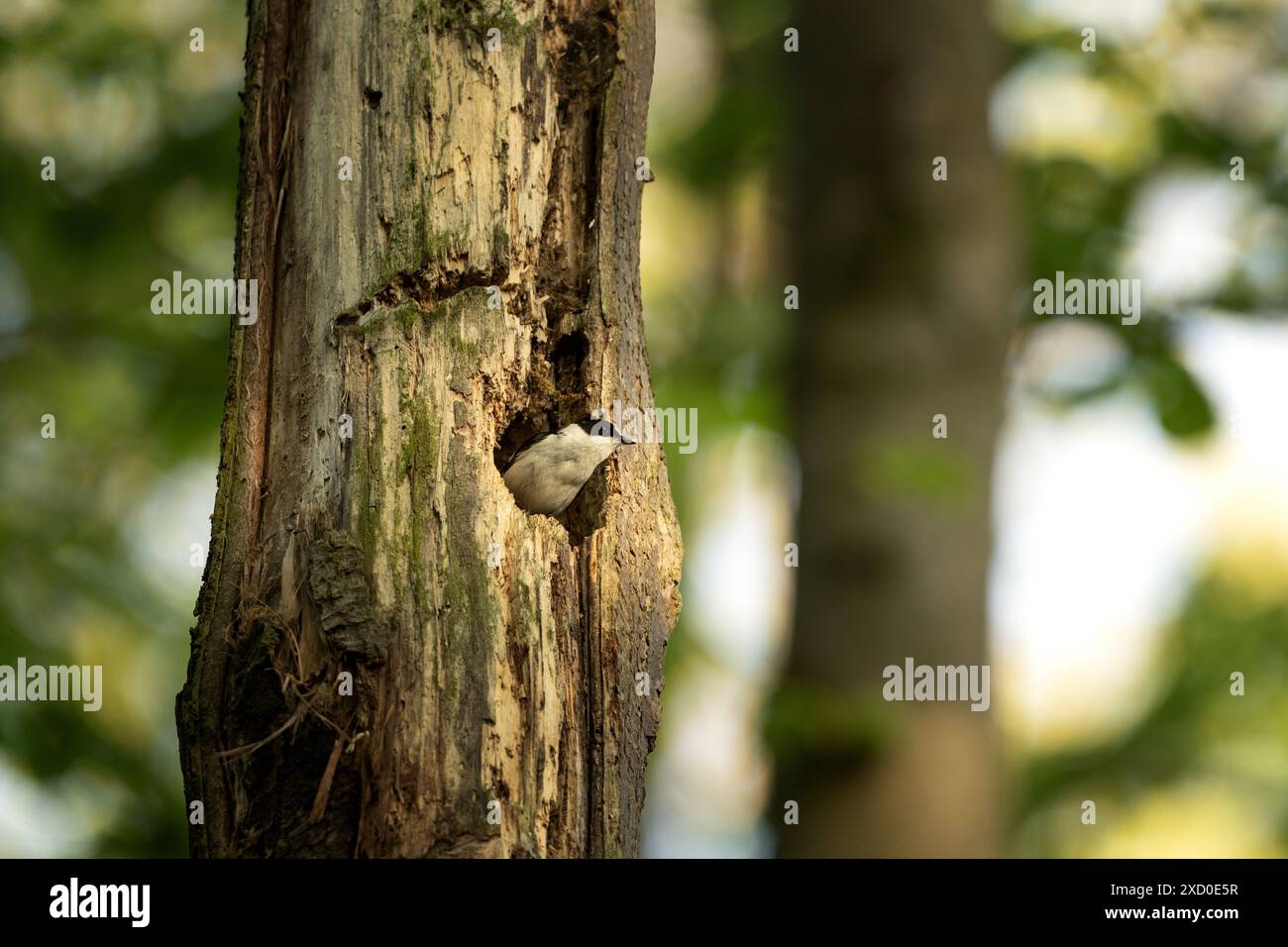 Collared flycatcher in feeding its chicks. Flycatcher during spring season. Small black and white bird is looking out of nest. Stock Photo