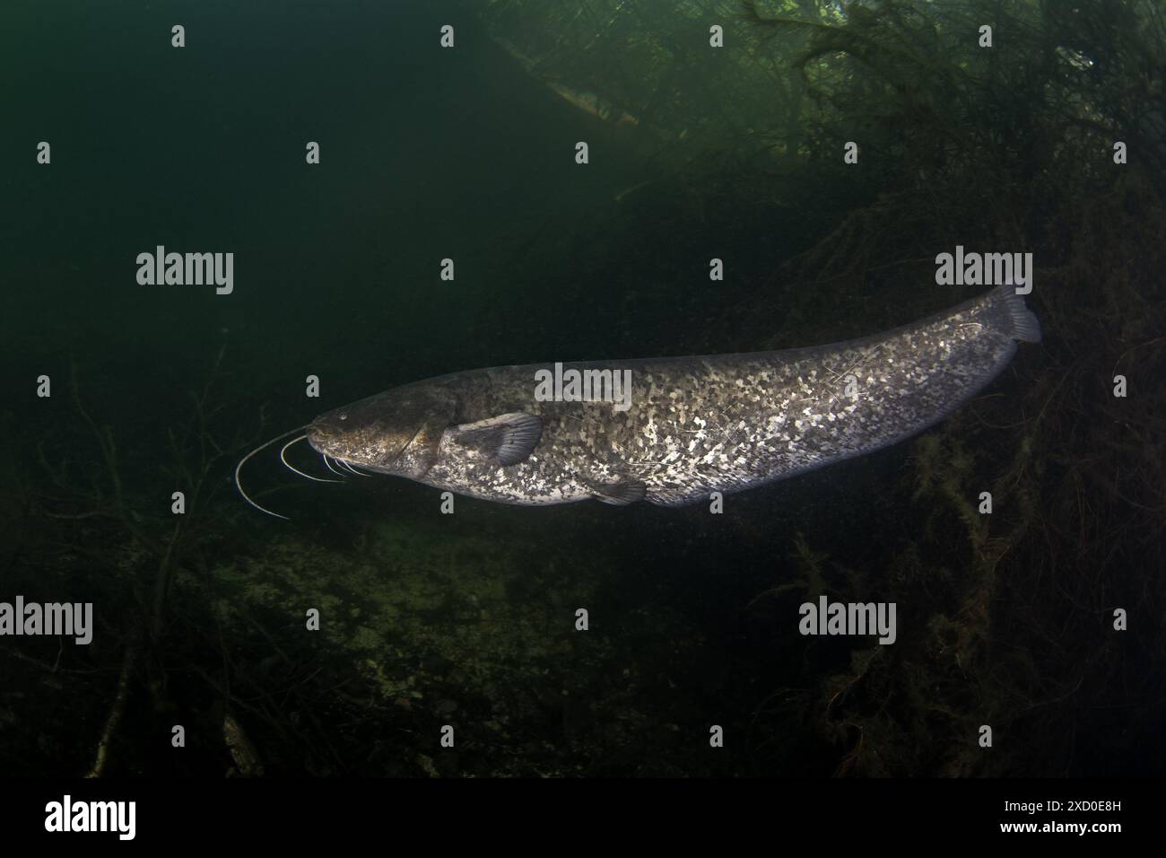 Wels catfish is near the bank. Wels during dive. European fish in fresh water. Huge fish with wide mouth and long barbel. Stock Photo