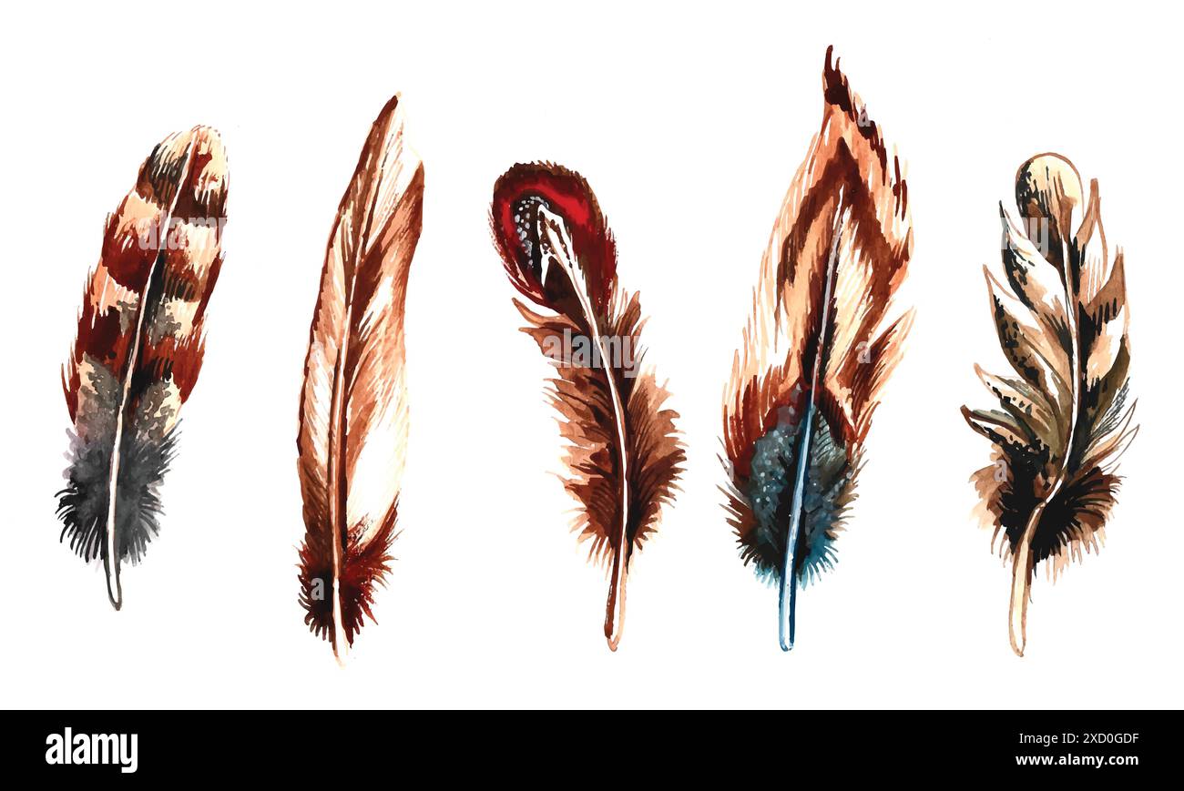 Hand drawn feathers watercolor set on white background Stock Vector ...
