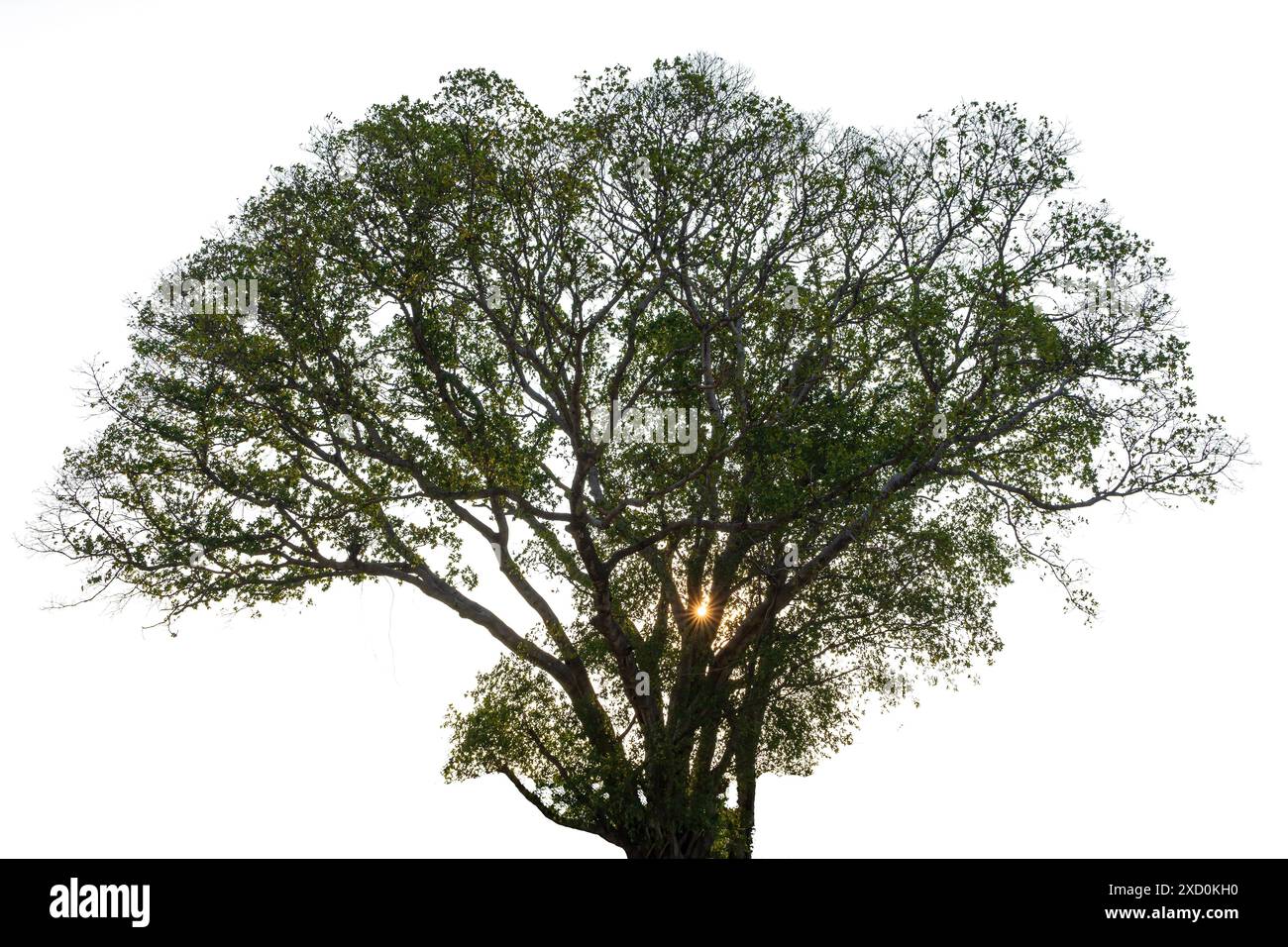 Big tree isolate on white background, clipping path. Stock Photo