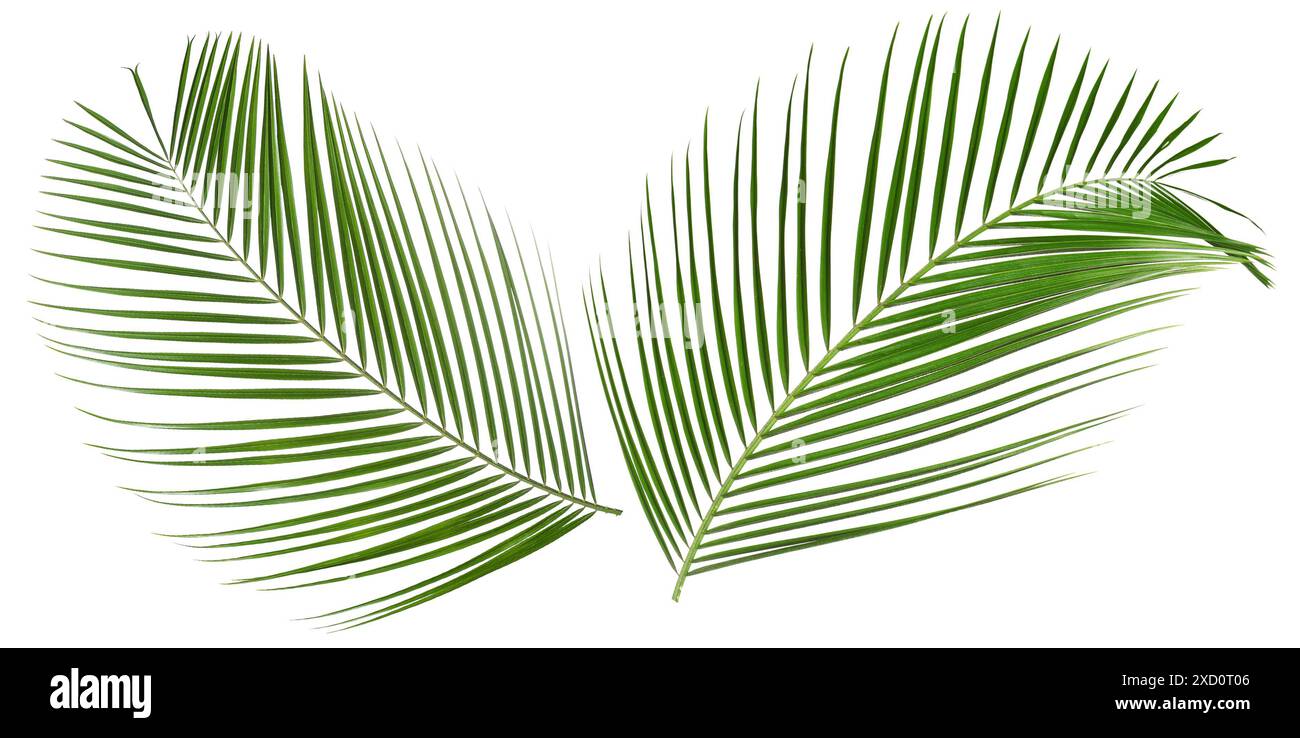 Green coconut palm leaves isolated on white Stock Photo